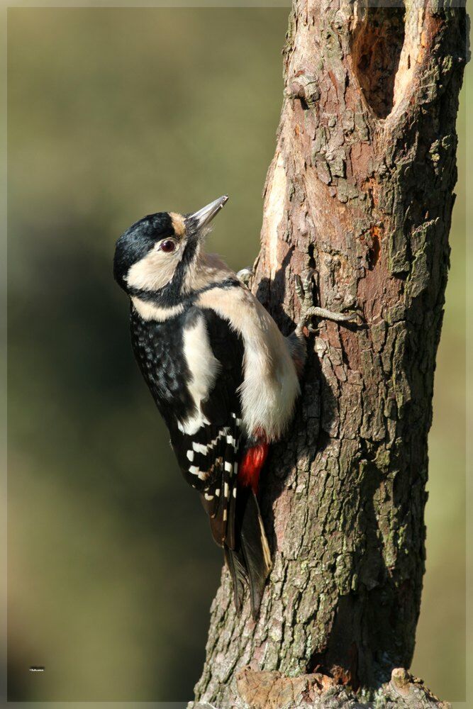 Great Spotted Woodpecker