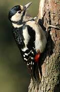 Great Spotted Woodpecker