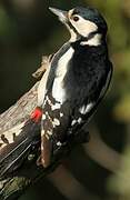 Great Spotted Woodpecker