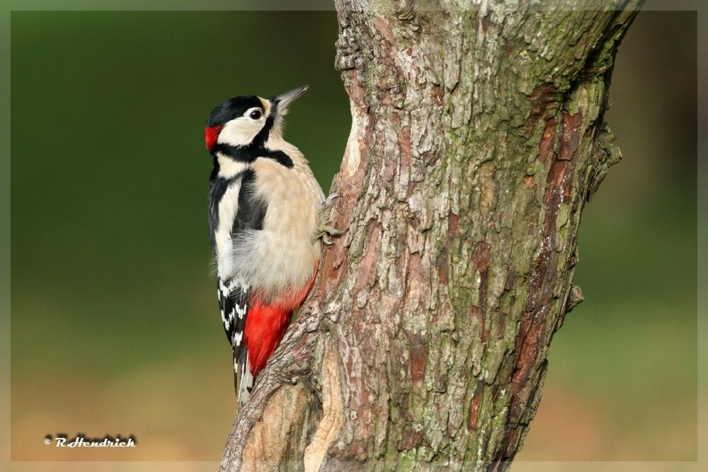 Great Spotted Woodpecker