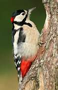 Great Spotted Woodpecker