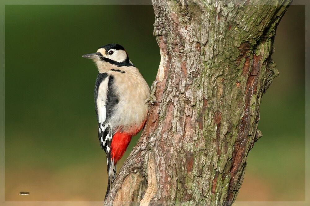 Great Spotted Woodpecker