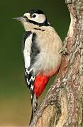 Great Spotted Woodpecker