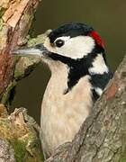 Great Spotted Woodpecker