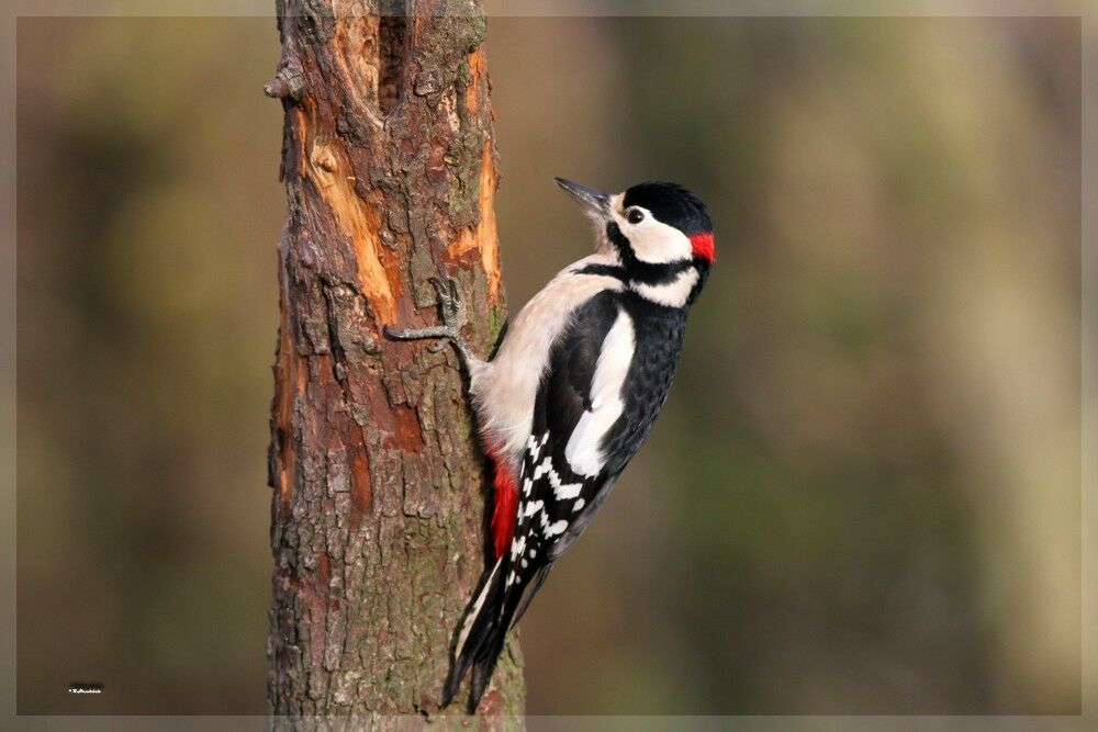 Great Spotted Woodpecker