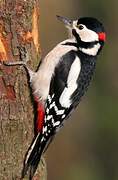 Great Spotted Woodpecker