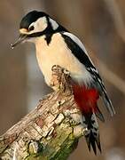 Great Spotted Woodpecker