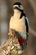 Great Spotted Woodpecker