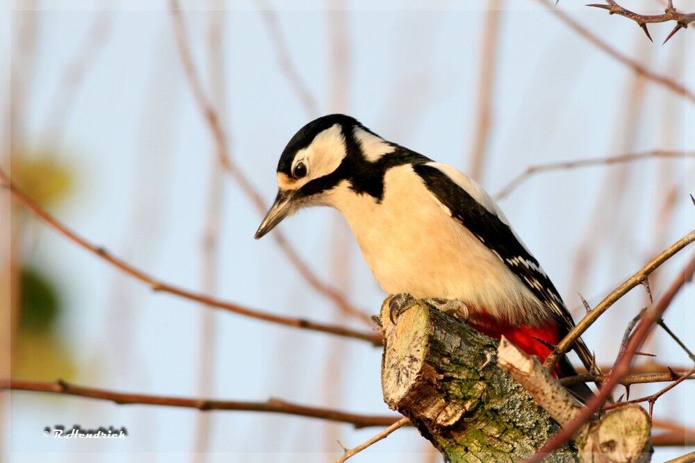 Great Spotted Woodpecker