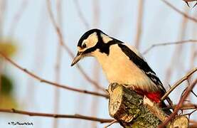 Great Spotted Woodpecker