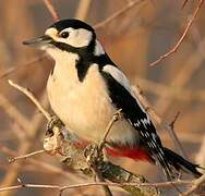 Great Spotted Woodpecker