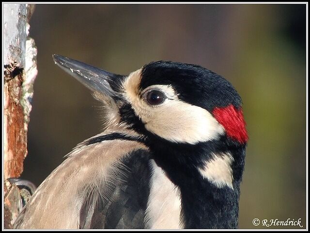 Great Spotted Woodpecker