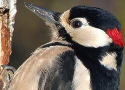 Great Spotted Woodpecker