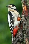 Great Spotted Woodpecker