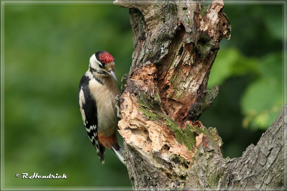 Great Spotted Woodpecker