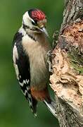 Great Spotted Woodpecker