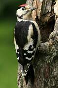 Great Spotted Woodpecker