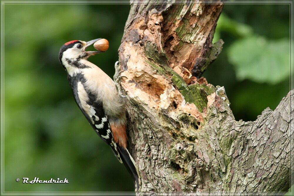 Great Spotted Woodpecker