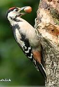 Great Spotted Woodpecker