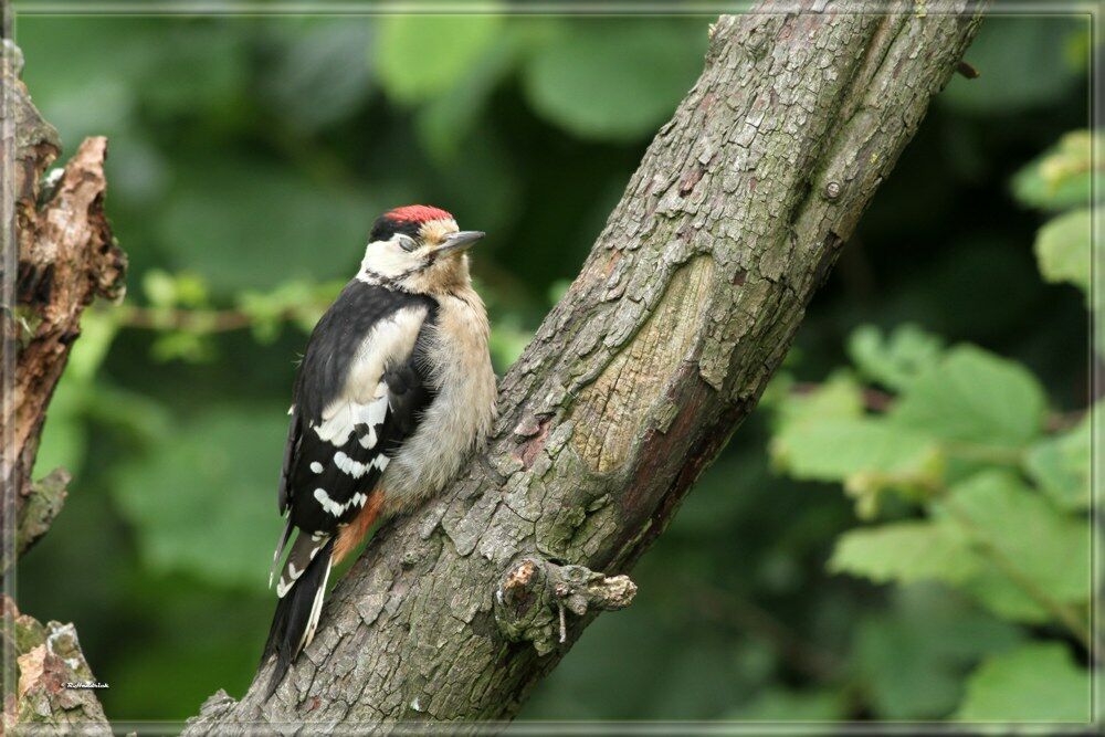 Great Spotted Woodpecker