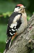 Great Spotted Woodpecker