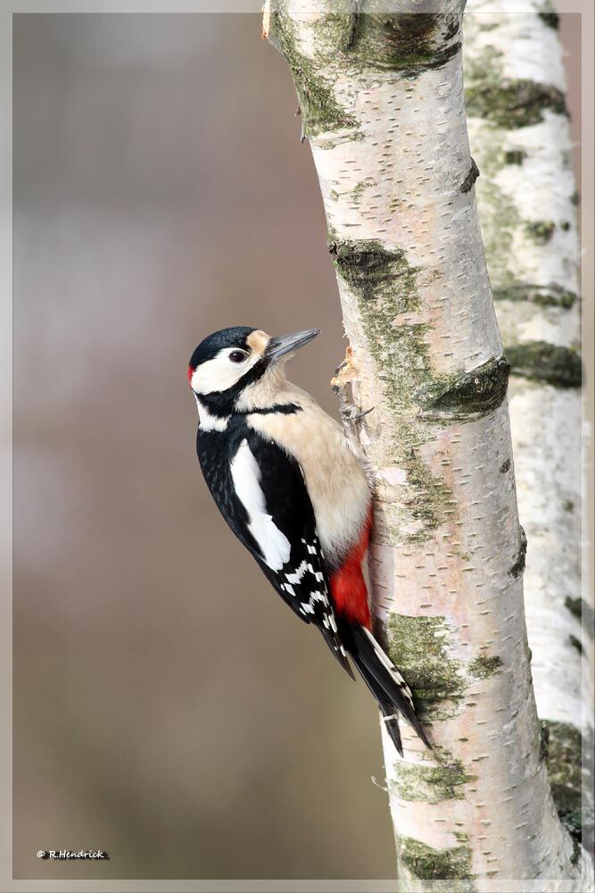 Great Spotted Woodpecker