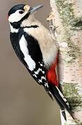 Great Spotted Woodpecker