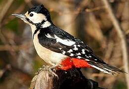 Great Spotted Woodpecker