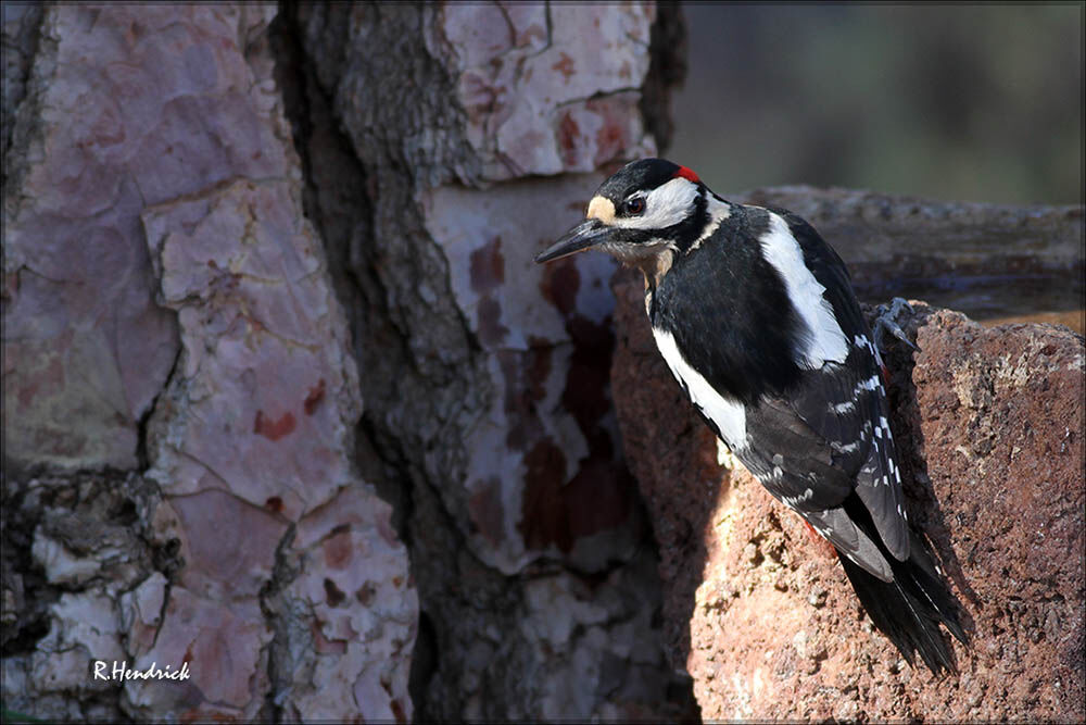 Great Spotted Woodpecker