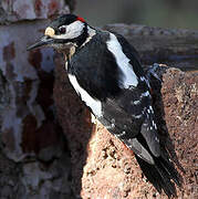 Great Spotted Woodpecker