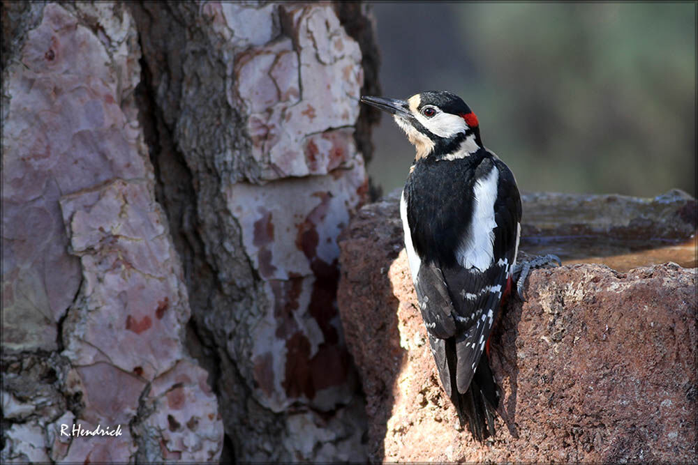 Great Spotted Woodpecker