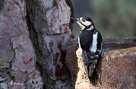 Great Spotted Woodpecker