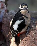 Great Spotted Woodpecker