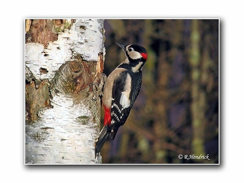 Great Spotted Woodpecker