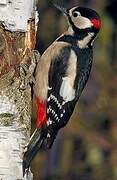 Great Spotted Woodpecker