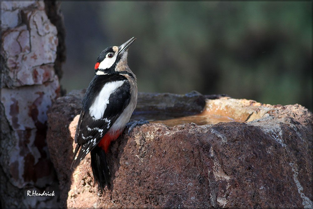 Great Spotted Woodpecker