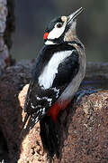 Great Spotted Woodpecker