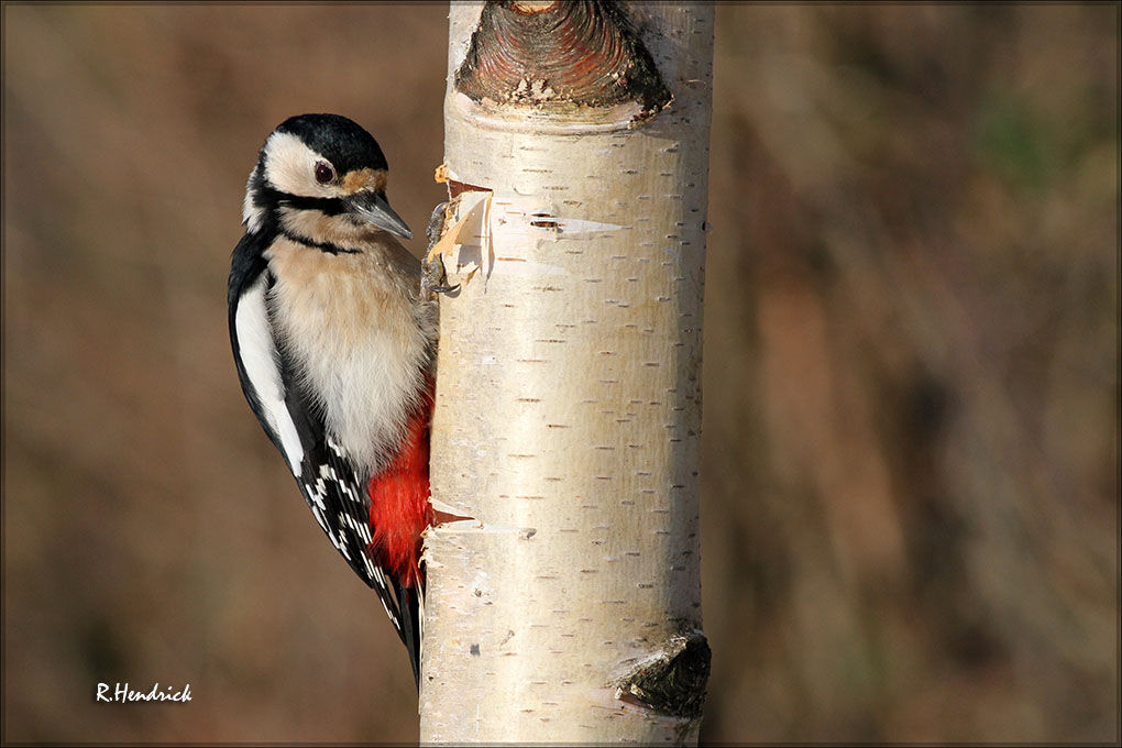 Great Spotted Woodpecker