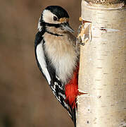 Great Spotted Woodpecker