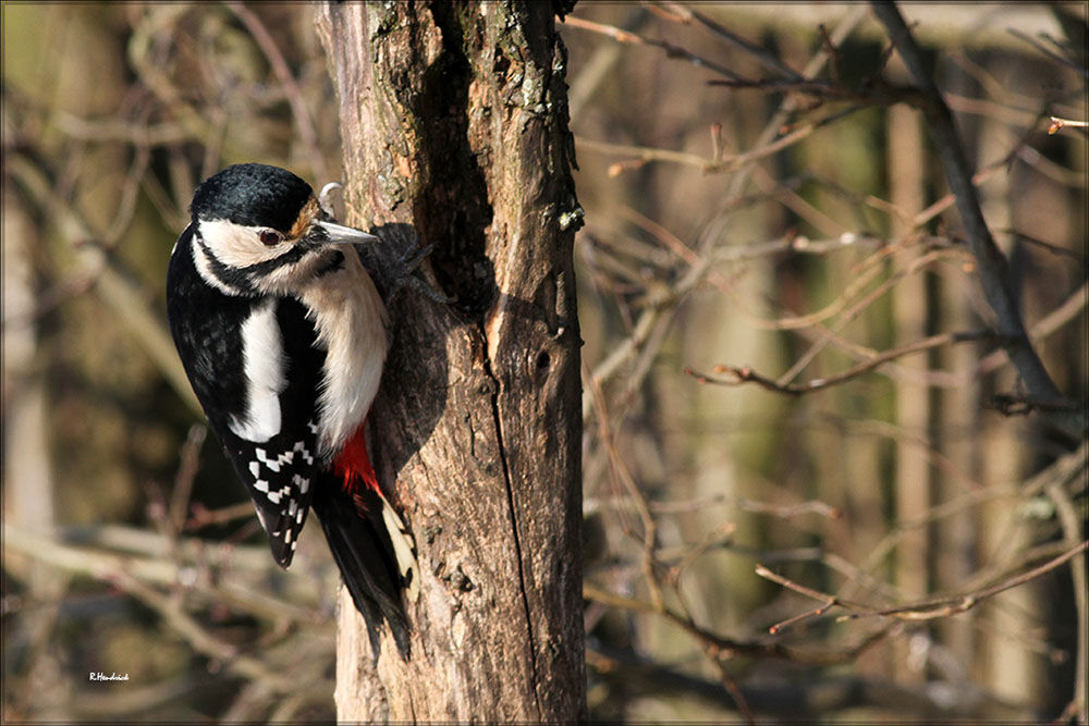 Great Spotted Woodpecker