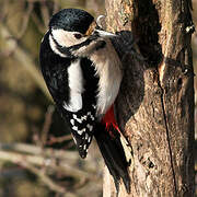 Great Spotted Woodpecker