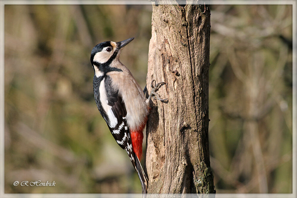 Great Spotted Woodpecker