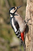 Great Spotted Woodpecker