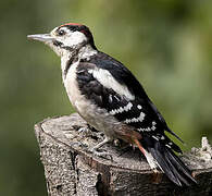 Great Spotted Woodpecker