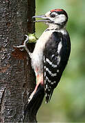 Great Spotted Woodpecker