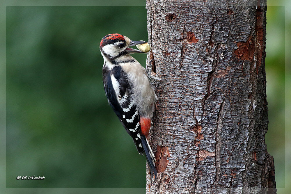 Great Spotted Woodpecker