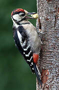 Great Spotted Woodpecker