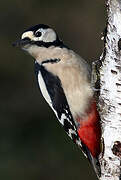 Great Spotted Woodpecker