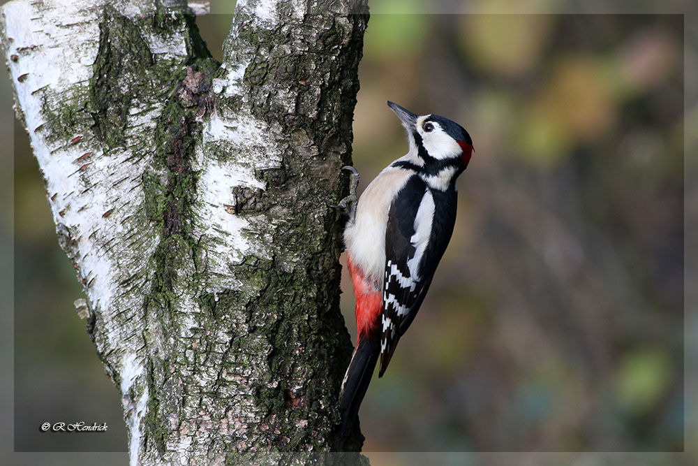 Great Spotted Woodpecker