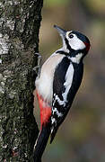 Great Spotted Woodpecker